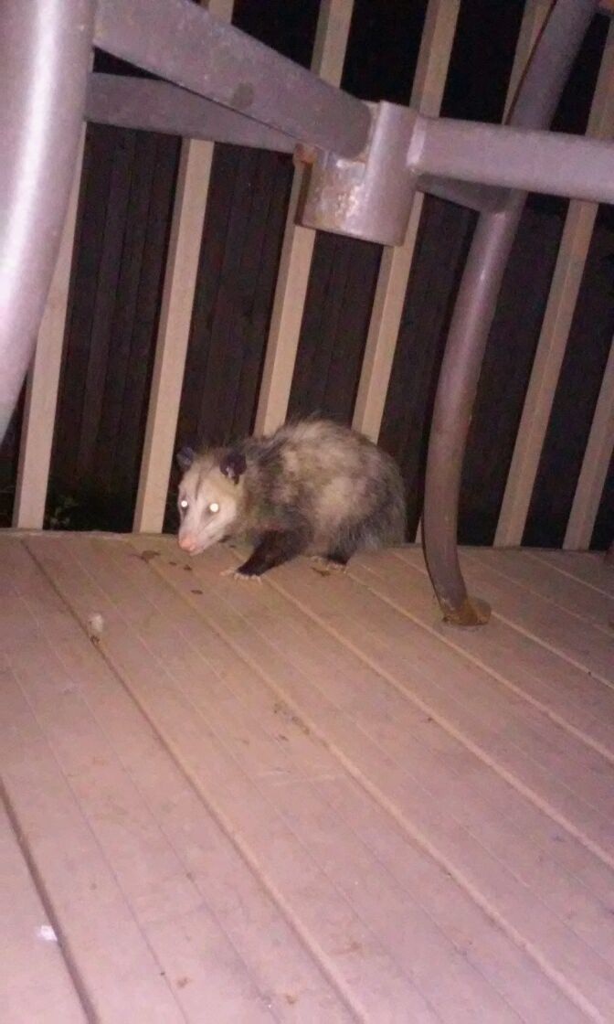 Backyard critter